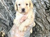 Sevimli Irk Garantili Maltipoo Yavrular