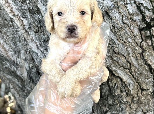 Sevimli Irk Garantili Maltipoo Yavrular görsel