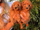 Mükemmel Güzellikte Poodle Bebekler