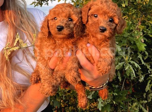 Mükemmel Güzellikte Poodle Bebekler