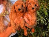 Mükemmel Güzellikte Poodle Bebekler