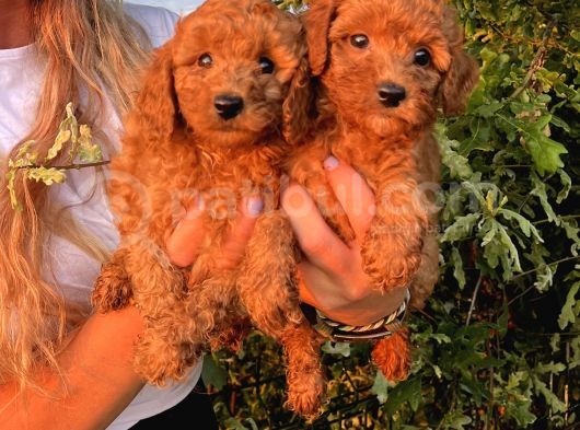 Mükemmel Güzellikte Poodle Bebekler görsel