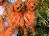 Mükemmel Güzellikte Poodle Bebekler