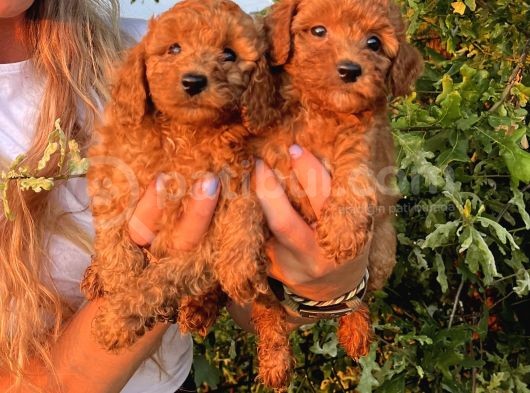 Mükemmel Güzellikte Poodle Bebekler görsel