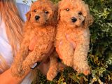 Mükemmel Güzellikte Poodle Bebekler