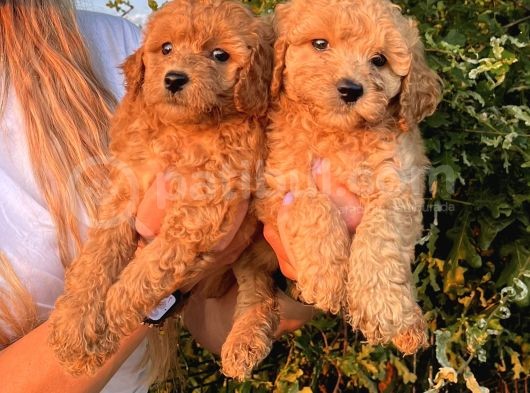 Mükemmel Güzellikte Poodle Bebekler görsel