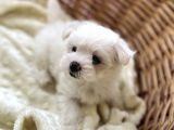 Kar Beyaz Maltese Mini Boy