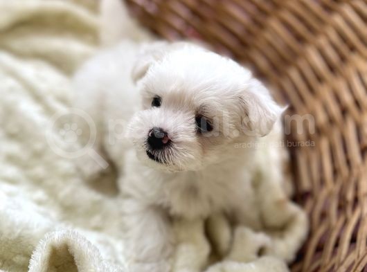 Kar Beyaz Maltese Mini Boy görsel