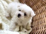 Kar Beyaz Maltese Mini Boy