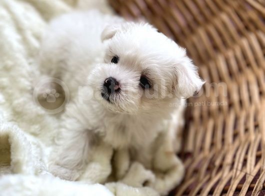 Kar Beyaz Maltese Mini Boy