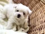 Kar Beyaz Maltese Mini Boy