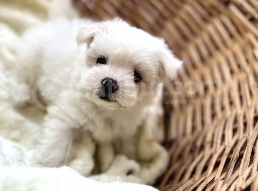 Kar Beyaz Maltese Mini Boy görsel