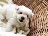 Kar Beyaz Maltese Mini Boy
