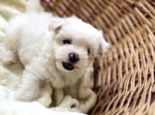 Kar Beyaz Maltese Mini Boy görsel