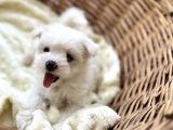 Kar Beyaz Maltese Mini Boy