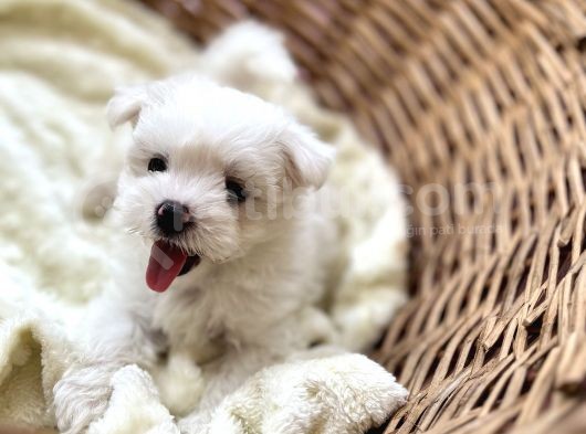 Kar Beyaz Maltese Mini Boy görsel