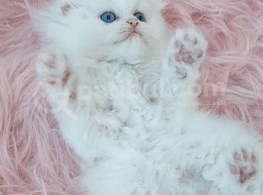 Scotish Fold Longhair Mavi Gözlü Bir Prenses görsel