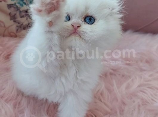 Scotish Fold Longhair Mavi Gözlü Bir Prenses görsel
