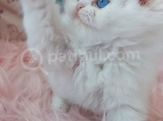 Scotish Fold Longhair Mavi Gözlü Bir Prenses görsel