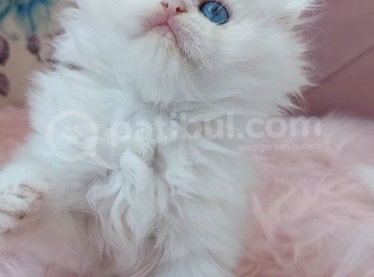 Scotish Fold Longhair Mavi Gözlü Bir Prenses görsel