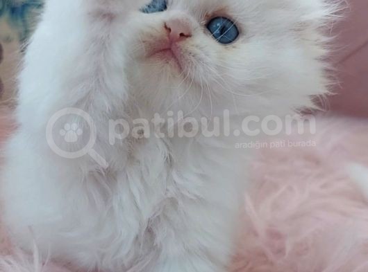 Scotish Fold Longhair Mavi Gözlü Bir Prenses