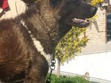 Safkan Amerikan Akita Tombişler