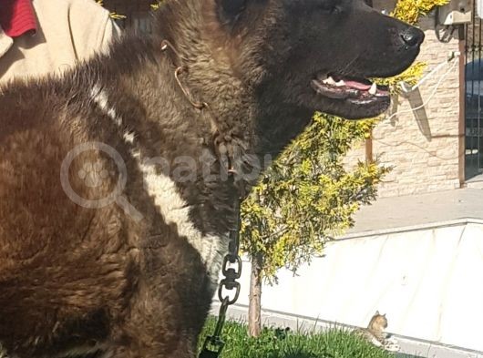 Safkan Amerikan Akita Tombişler görsel