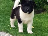 Safkan Amerikan Akita Tombişler