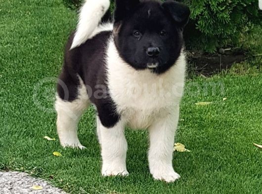 Safkan Amerikan Akita Tombişler görsel