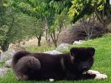 Safkan Amerikan Akita Tombişler