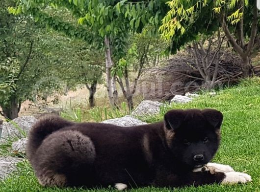 Safkan Amerikan Akita Tombişler görsel