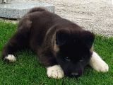 Safkan Amerikan Akita Tombişler