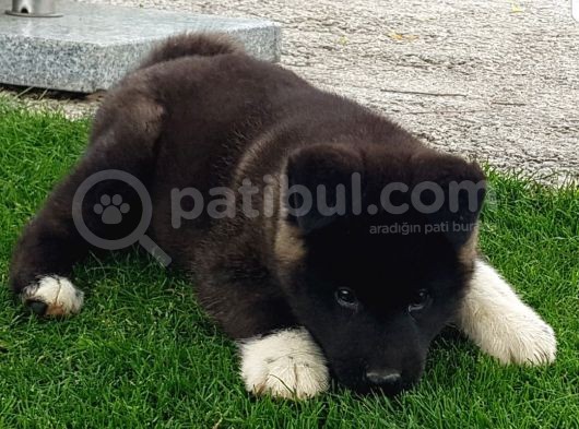 Safkan Amerikan Akita Tombişler görsel
