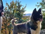 Safkan Amerikan Akita tombişler