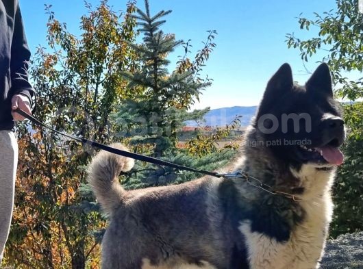 Safkan Amerikan Akita Tombişler