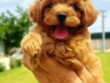 Maltipoo
