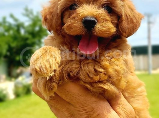 Maltipoo görsel