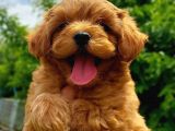 Maltipoo