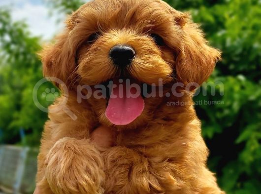 Maltipoo görsel