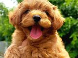 Maltipoo