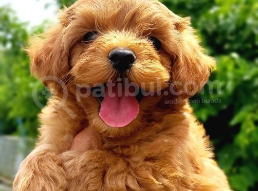 Maltipoo