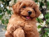 Maltipoo