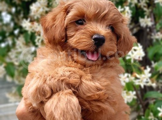 Maltipoo görsel