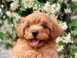 Maltipoo