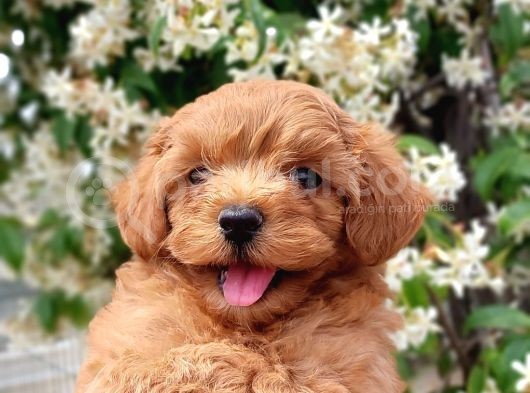 Maltipoo görsel