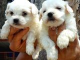 Maltese Terrier