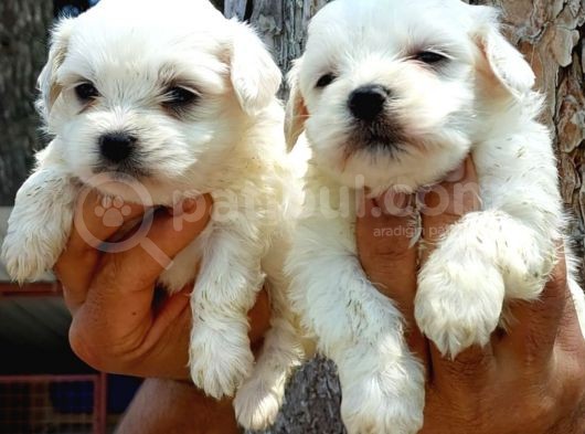 Maltese Terrier görsel