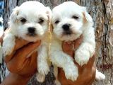 Maltese Terrier