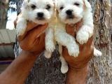 Maltese Terrier