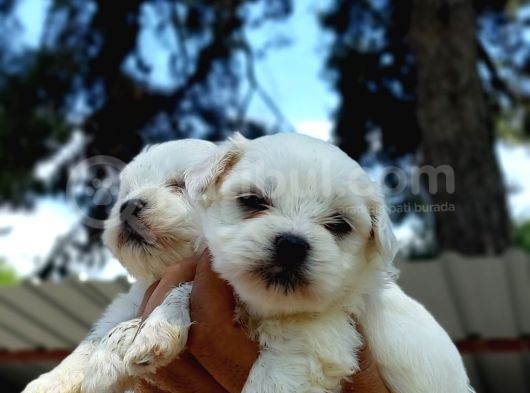 Maltese Terrier